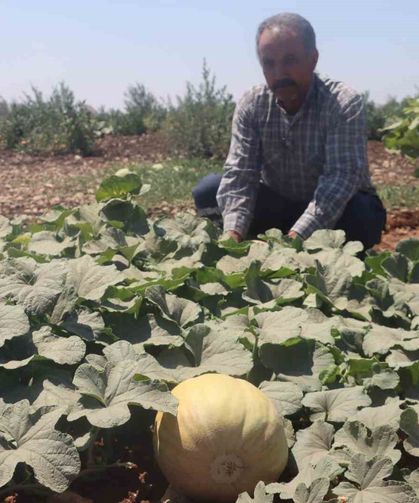 Asırlık tatlar sofralara gelmeye başladı