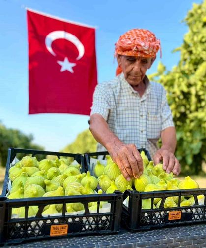 Bardacık incirinde hasat heyecanı başladı