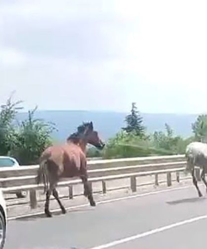 Başıboş atlar trafikte araçlarla yarıştı