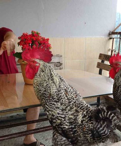 Bu horozlar komutla ötüyor