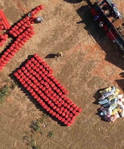 Bu soğan başka soğan: 3 yılda sofraya geliyor, 4 gözlü bereket