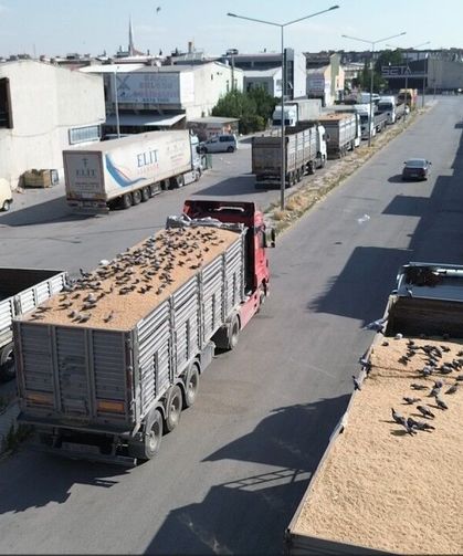 Buğday pazarında güvercinler de nasibini alıyor