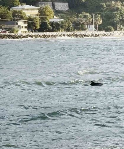 Bursa'da yunusun görsel şöleni kamerada