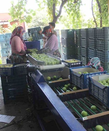 Coğrafi işarete sahip 'Bayramiç beyazı'nda bu yıl 10 bin ton ürün bekleniyor