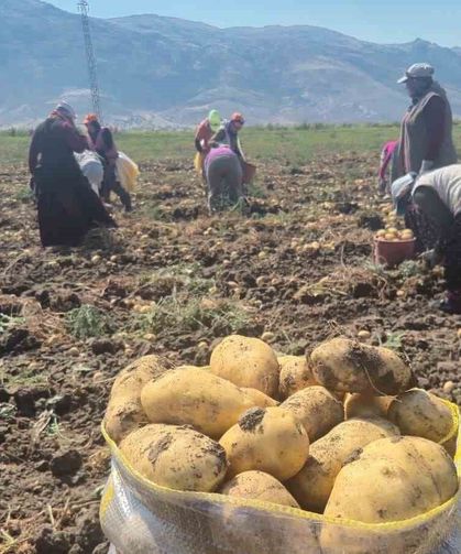 Çölovası'nda patates hasadı sürüyor