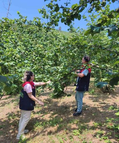 Düzce'de 2026 yılı fındık hasat tarihleri belirlendi