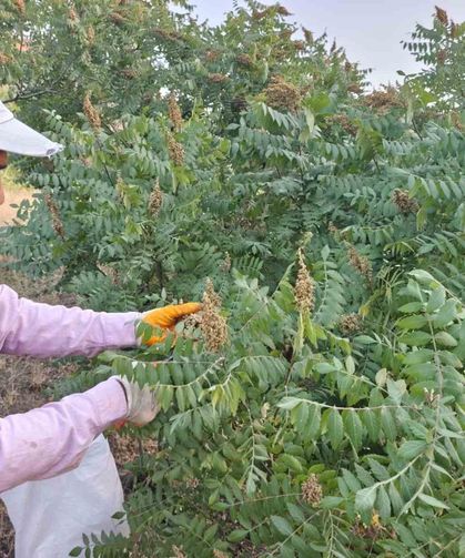 Elazığ'da kebapçıların gözdesi sumağın hasadı başladı