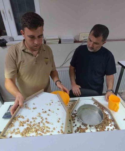 Fındık alımı başladı, araçlar kapı önünde kuyruk oldu