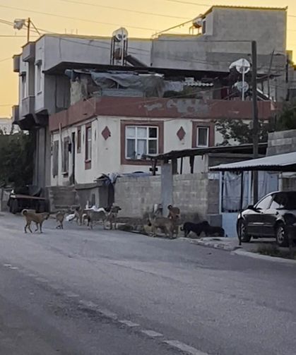 Gaziantep'te tedirgin eden görüntü: Başıboş sokak köpekleri sürü halinde