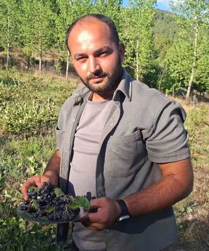 Hisarcık'ta aronya hasadı başladı