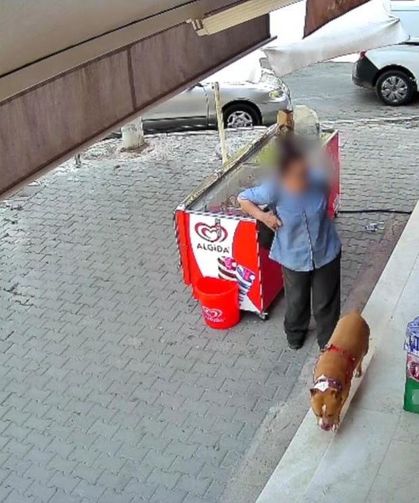 İzmir'de pitbull saldırısı: 5 çocuk annesi kadının parmağı koptu