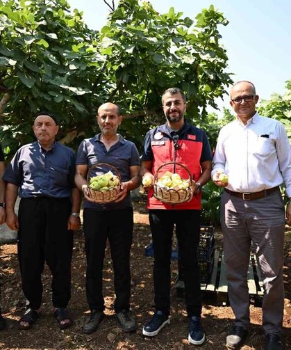 Kahramanmaraş'ta Abbas inciri hasadı
