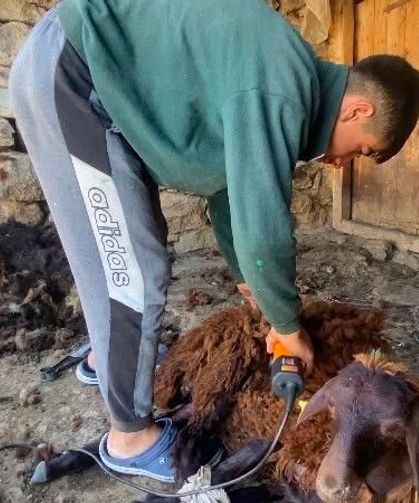 Kavurucu sıcaklar küçükbaş hayvanlarda kırkım mesaisini başlattı