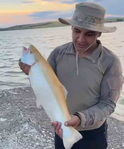Keban Baraj Gölü'nde sarı renkli albino alabalık yakalandı