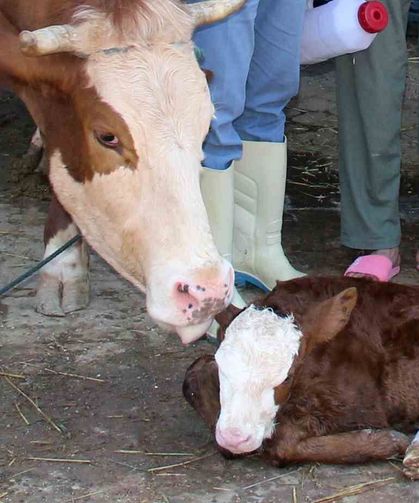 Muğla'da buzağı kayıpları yüzde 1'e indirilecek