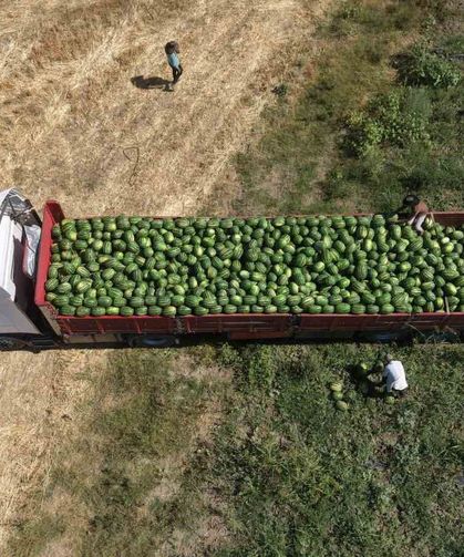 Muş Ovası'nda karpuz hasadı başladı: 2,1 milyar liralık gelir hedefleniyor