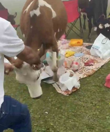 Rize'de piknik masasının davetsiz misafirleri ile piknikçiler arasında güldüren kovalamaca