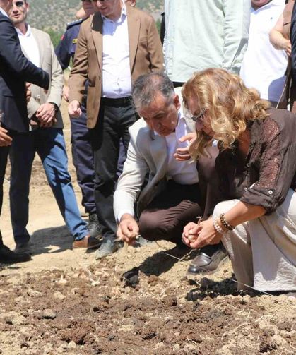 Safranova'da 7 dekarlık alana 500 kilo safran soğanı dikildi