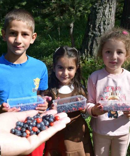 Sarıkamış'ta dağ çileği ve yaban mersini bereketi