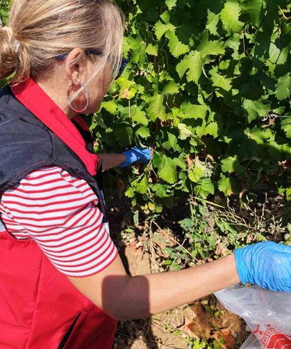 Tekirdağ'da üzüm bağlarında hasat öncesi pestisit denetimi