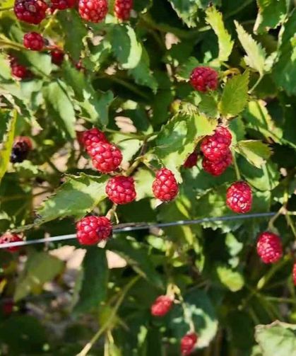 Tekirdağ'da yeni tarım rotası: Böğürtlen