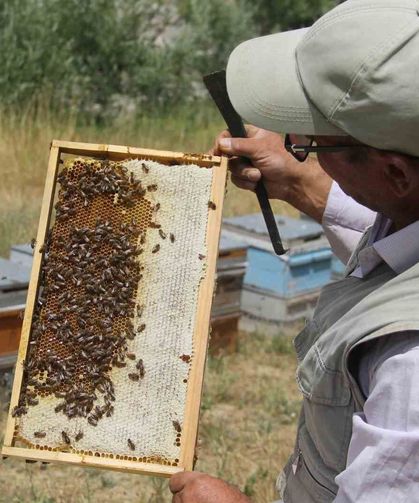 Tescilli Zara Balı sağımı başladı