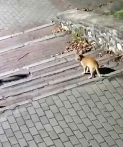 Tilki, kedi ve kirpi buluşması kamerada