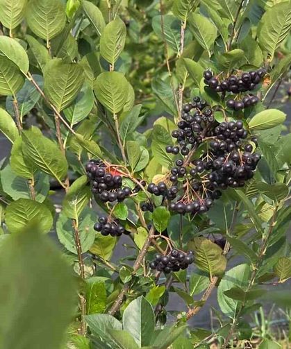 Türkiye'de yeni yeni tanınıyor: Şifa deposu aronya için ilk hasat