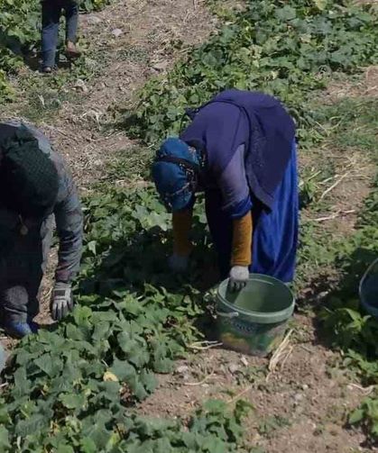 Turşu ustalarının son hazırlığı: Çubuk'ta festival heyecanı başladı