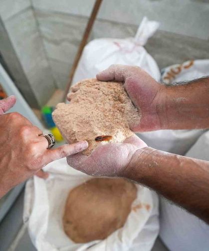Un fabrikasında şoke eden görüntü: 30 ton böceklenmiş bozuk un ele geçirildi