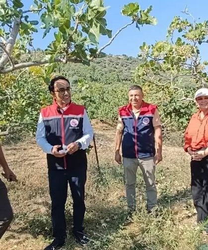Yenipazar'da antepfıstığı hasadı başladı