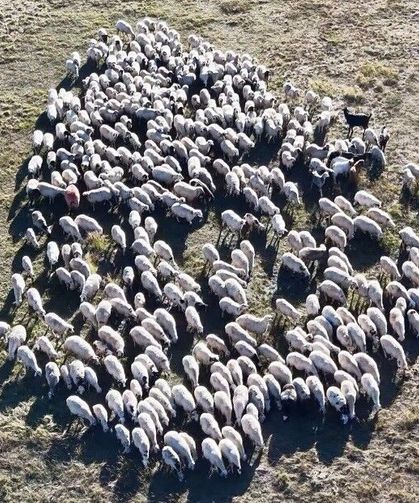 150 bin lira maaşa rağmen çoban sıkıntısı çözülemedi