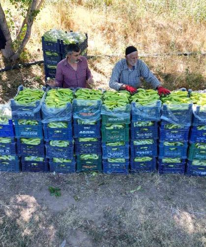 86 yaşındaki adam yetiştirdiği biberlerle bölgenin ihtiyacını karşılıyor