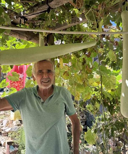 Antalya'da 96 santimetrelik su kabağı şaşkınlığı: Deneme amaçlı ekti, boyu 1 metreye dayandı