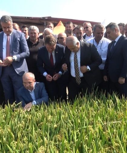 Bafra'da Türkiye'nin ilk çeltik ağası seçildi