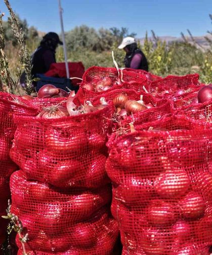 Coğrafi işaretli soğanda hasat başladı: Kadın mevsimlik işçilerin zorlu mesaisi