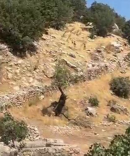Diyarbakır dağları yaban keçilerine emanet