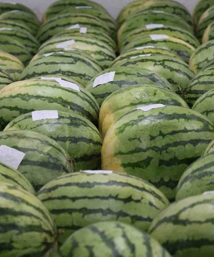 Diyarbakır'ın devasa karpuzları yarışma için özenle muhafaza ediliyor