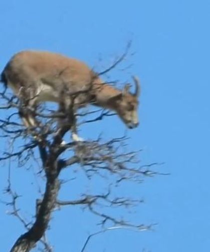 Doğanın tırmanış ustası ağacın tepesinde görüntülendi