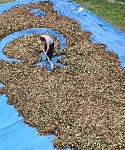 Fındık harmanında sıra dışı sanat: Fındıklarla Türkiye haritası ve bayrağı çiziyor