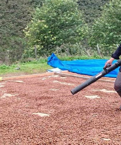 Fındık üreticisi, yağmur nedeniyle kurutamadığı ürününü üfleme körüğüyle kurutuyor