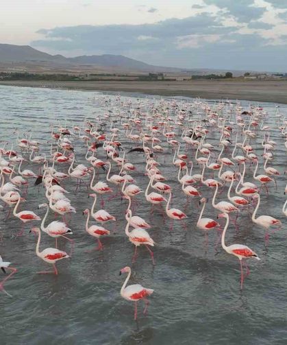Gecikmeli gelen flamingolar Erçek Gölü'nü renklendirdi