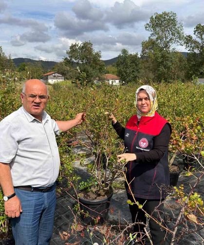 Gümüşova'da Yaban Mersini ve Aronya üretimi için yeni adım