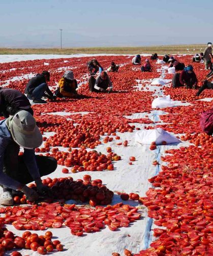 Güneş ve poyrazla kurutulan Niğde domatesi dünya sofralarına ulaşıyor
