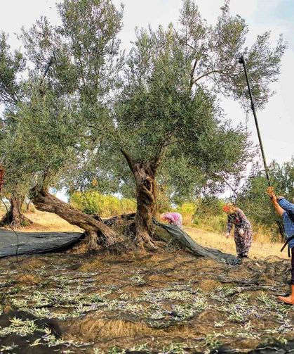 Güney Marmara'da zeytin hasadı başladı, üreticinin gözü fiyatta
