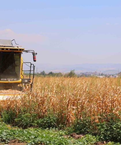 Kahramanmaraş'ta mısır hasadı başladı