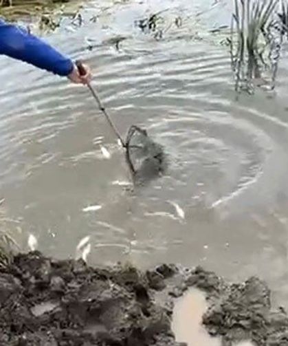 Kura Nehri'nde balık ölümleri: İnceleme başlatıldı