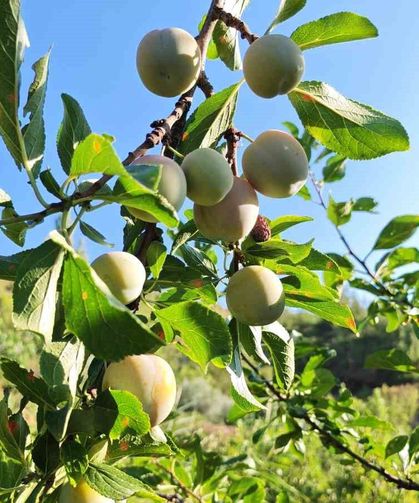 Manisa'da 138 yıllık lezzette hasat başladı
