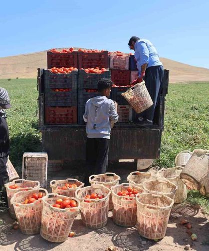 Mevsimlik işçilerin tarlada ekmek mücadelesi