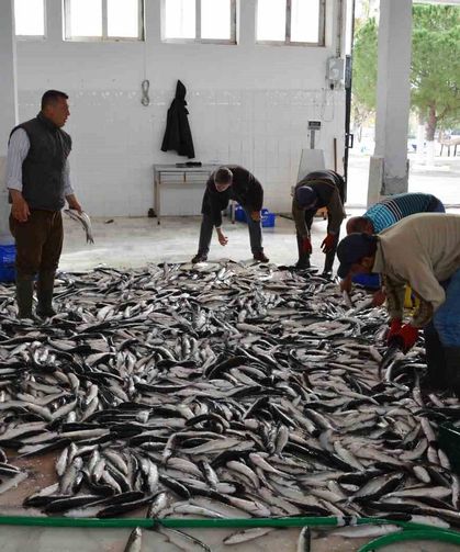 Muğla'nın ihracatında su ürünleri, zeytin ve madencilik öne çıkıyor
